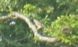 A blurry sparrowhawk