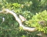 another blurry sparrowhawk